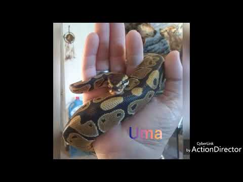 camera iphone 8 plus apk 🌈Rainbow Buddy Mail 🌈