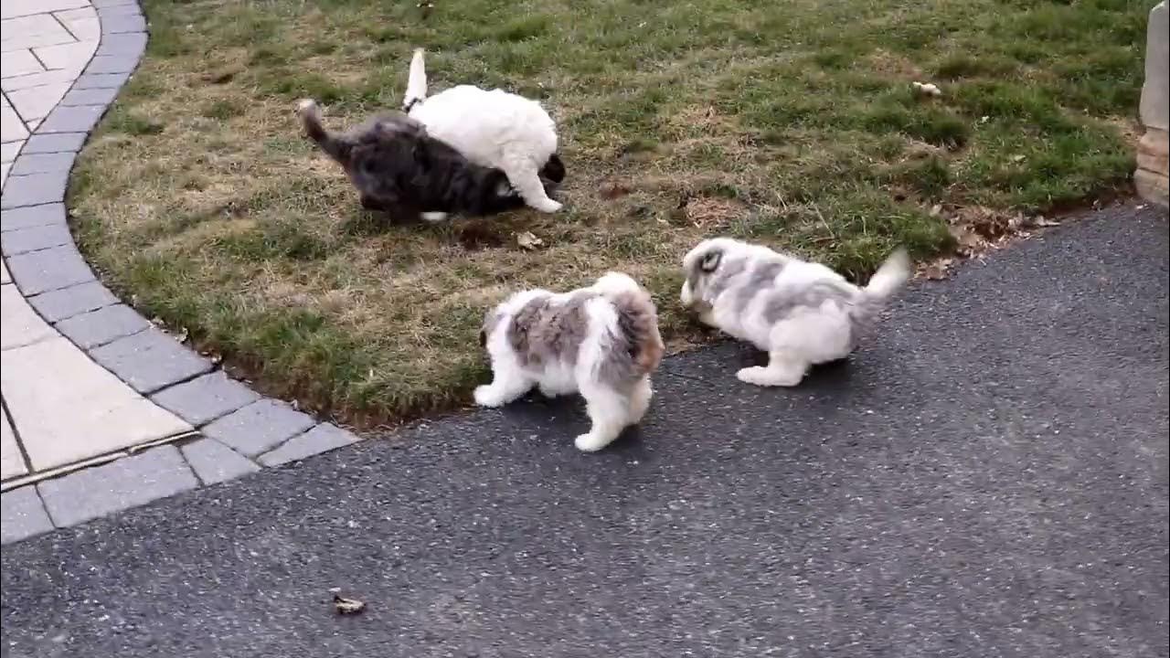 mini bernedoodle YouTube