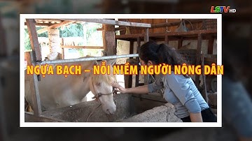 Ngựa bạch - nỗi niềm người nông dân | Cuộc sống quanh ta 2025 | LSTV