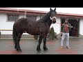 Caii lui Sile Chetan de la Tarnaveni, Mures - 2021 Nou!!!