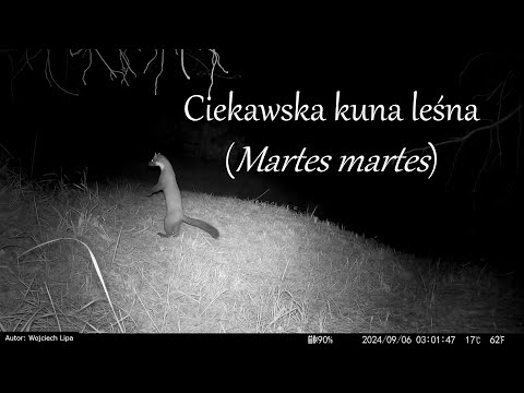 Ciekawska kuna leśna