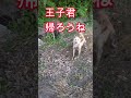#柴犬#王子#僕は怖いよ#26.5.19