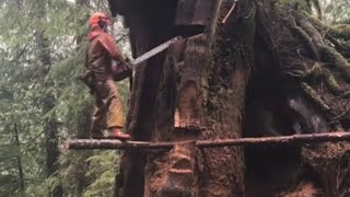 Springboard in big cedar on the west coast