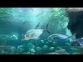 One Day Aquarium Tour