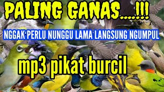PALING GANAS....!!! nggak perlu nunggu lama LANGSUNG ngumpul || mp3 pikat burcil