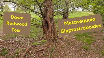 Overview of Dawn Redwoods (Metasequoia glyptostroboides) | Hobby Bobby