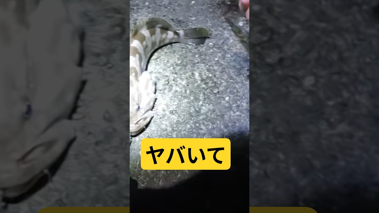 こんなん釣れまくったらヤバいよね #釣り