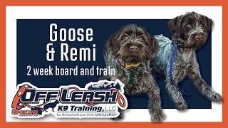 5 m/o, Wirehaired Pointing Griffons, 'Goose & Remi' | Best Griffon Obedience Training Spokane