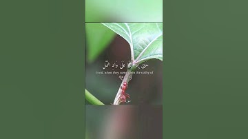 {حتى إذا أتوا على وادِ النمل قالت نملة يا أيها النمل ادخلوا مساكنكم }آية 18 النمل القارئ بلال دربالي