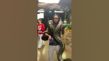 Annaconda on black man neck #shorts  #snakes