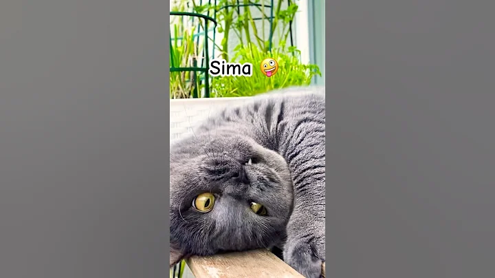 Watch the video about British shorthair cat Sima 🐈‍⬛ #cute #kitten #adorably #happy #pets #funny #animals #beautiful