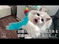 話題のiPhone15で迫力ある猫動画を撮ってみたら…？｜ラグドール猫 #115
