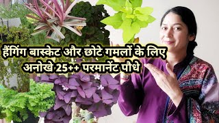 Exotic Permanent Plants for Hanging Baskets and Small Potsहैंगिंग बास्केट के लिए परमानेंट पौधे#Hindi