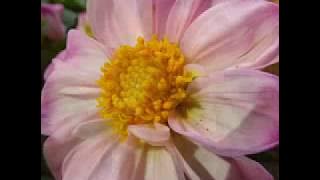 '' Save The Last Dance For Me ''   Sandy Posey