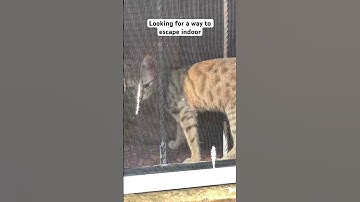 Escaping indoor #cat #234 #kitten #cutecat #usacat