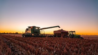 Sorghum Harvest 2021