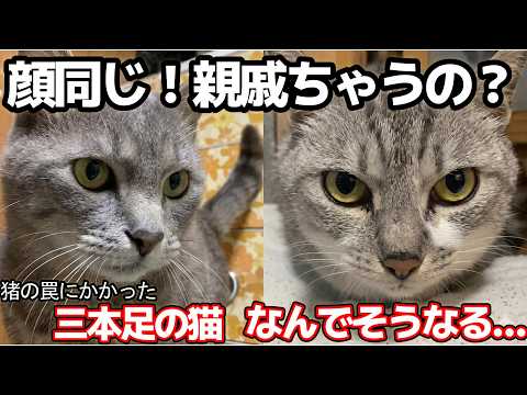 にゃんちゃんず - YouTube