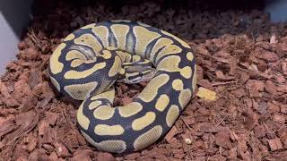 Ball Python Collection Update 4-1-22 Wealth