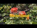 What I Do Every Week To Keep My Roses Healthy| Rose Garden Cleanup| Black Spot & Feeding