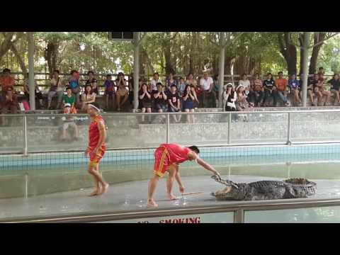 Timsah gosterisi, timsah gösterisi timsah adam yiyor, gösteri