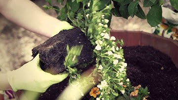 How to Grow Citrus in Containers