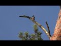 Great spotted woodpecker  (Dendrocopos major)