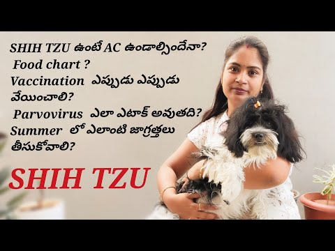 #SHIHTZU ఉంటే AC ఉండాల్సిందేనా vaccination ఎప్పుడు వేయించాలి Summer లో ఎలాంటి జాగ్రత్తలు తీసుకోవాలి