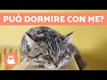 Dove deve DORMIRE il gatto? 🐱💤 Scoprilo!