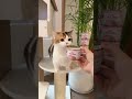 She Used to Hide... Now She Rules! 🥺🐱 #Shorts