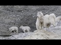 Mountain Goats - Incredible Canadian Animals
