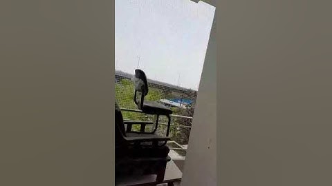 Bird net installation in Gurgaon big balcony white net 9810704785 #birdnetting #birdnet #balconynet