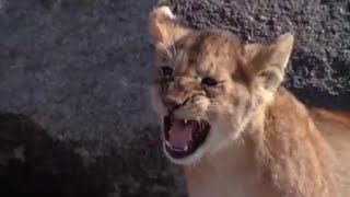 The Dangers of Being a Lion Cub | Lions: Spy in the Den | BBC Earth