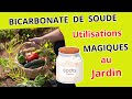 Les utilisations magiques du bicarbonate de soude dans votre jardin et potager 