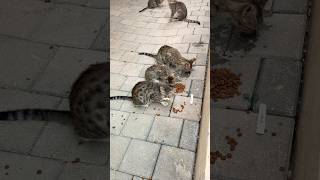 THE CATS ARE SO HUNGRY AWWWW🐈🐈🐈🐈🐈#ytshorts #youtubeshorts #youtube #shortvideo #short #shortsviral