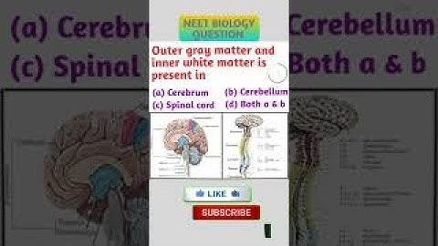 NEET Important Questions | NEET Biology | Neural Control and Coordination | SUBSCRIBE FOR MORE