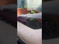 Sweet Potato Harvest