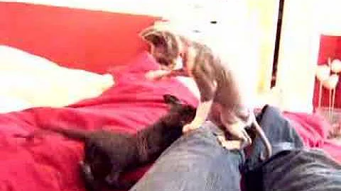 Watch the video about Devon Rex kittens play fighting!
