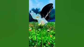 حالات واتس اب  خالد الجليل من سورة النحل
