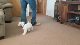 9 week old miniature  schnauzer puppy basic obedience, rollover, and spin.