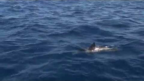 Common dolphins (delphinus delphis)