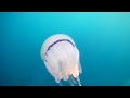 Rhizostoma pulmo jellyfish in Adriatic sea (in Petrovac, Budva, Montenegro)