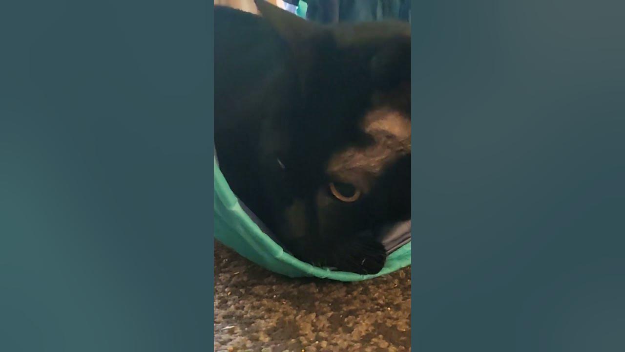 gizmo-has-the-sharpest-claws-youtube