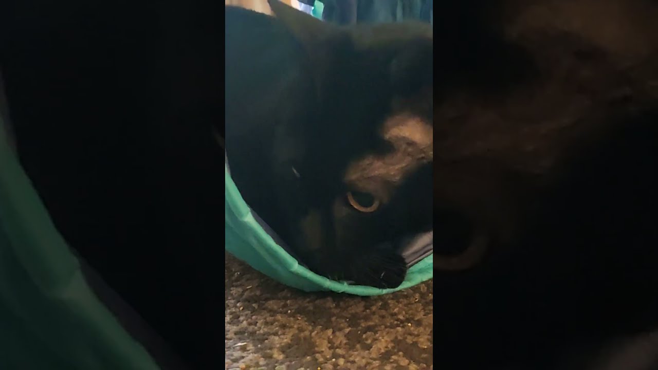 Gizmo Has The Sharpest Claws YouTube Gizmo Has The Sharpest Claws YouTube