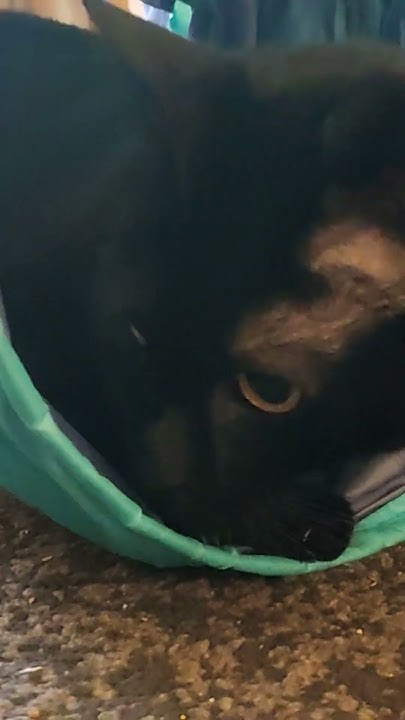 Gizmo Has The Sharpest Claws YouTube gizmo-has-the-sharpest-claws-youtube
