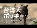 台湾犬ポッキー　シバちゃんと遭遇