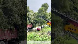 Download Lagu Harvesting Harmony: How Ancient Trees Begin Their Modern Journey MP3