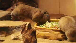 グンディのモチモチムチムチムキムキの理由が分かった件🐹 ( 埼玉県こども動物自然公園 2023.02 )