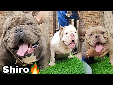 Thailand Imported Exotic  American bully's in India 😱 // Dc kennel Bathinda