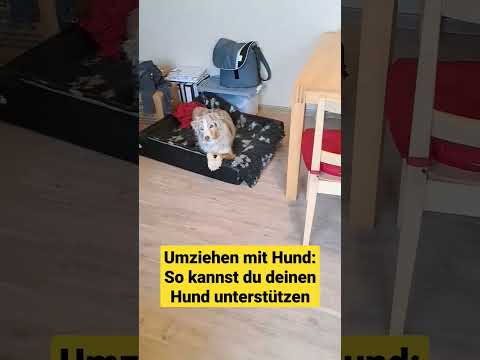 Video: Wie Sie Ihren Hund umziehen können