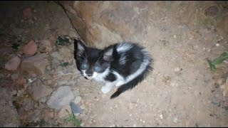 A little kitten who recently lost his family (part 1)